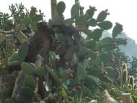 Wieder ein Gemischmasch aus Baum und Kaktus, nur dass dieser hier noch einige Feigen sein Eigen nannte.