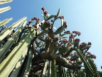 Leider kein Herankommen an die reifen Früchte dieses Kaktus.