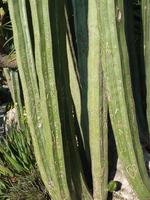 Hier haben sich einige Opfer des berüchtigten Gruppenzwangs verewigt. Einer fing an, den Kaktus anzuschneiden,woraufhin jeder Nachfolgende ein zwanghaftes Jucken in den Fingern bekam, es dem ersten gleichzutun.