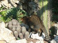 Allerdings schien die Eidechse schon geübt im Umgang mit Jägern zu sein, und verkrümelte sich unter den kleinen Kaktus. Ja, kleine Miezekatze, auch dieser Kaktus hat Stacheln.
