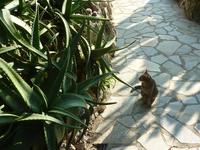 Der kleine Tiger schien in der Folge garnicht mehr so recht zu wissen, wohin.