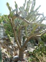 Zu diesem Kaktus fällt mir eigentlich nur eins ein: Ohne Worte...