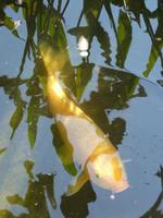 Auch Fische baden ganz gerne mal in der Sonne, wie dieser Koi hier beweisen wollte.