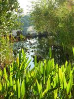 Dieser Teich befindet sich im Jardin Exotique direkt im Steilhang. Dort, direkt hinter den Steinen am Rand des Teichs, ging es steil hinunter.