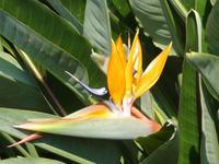 Es gab aber nicht nur Kakteen zu bestaunen, sondern durchaus auch die ein oder andere schöne Blüte.