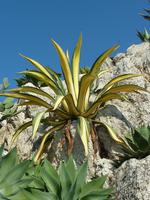 Schon erstaunlich, wie manche Sträucher direkt aus den Felsen herauswachsen.