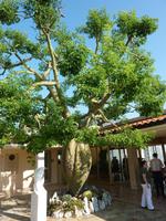 Dieser Baum sieht aus, als wäre sein Stamm eine Vase, aus dem der Baum selbst herauswächst.