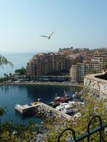 Dieser Möwe gefiel es vermutlich nicht mehr in der Altstadt von Monaco. So flog sie denn hinüber in den Stadtteil mit den Luxusapartments.