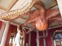 Und schon ging es ins Meeresmuseum von Monaco. Dieser Riesenkraken empfing jeden Besucher von der Decke herab.