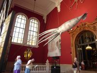 Auch dieser Kalmar verbrachte den Tag hängend.