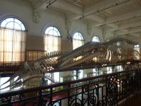 Sehr eindrucksvoll die riesigen Skelette diverser Meeresbewohner. Sie reichten teilweise fast vom einen Ende der Halle bis zum anderen.