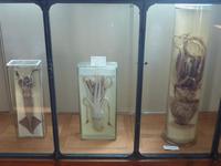 Eingelegt scheinen diese Tintenfische eine Ewigkeit konserviert zu sein. Vom Verzehr wird dennoch abgeraten.