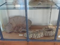 Einige versteinerte Korallen.