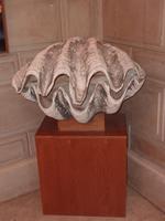 Stellen sie sich mal vor, welche größe eine Perle hätte, die von dieser Muschel hätte produziert werden können.