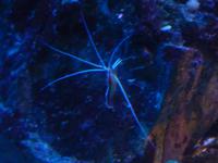 Tauchen wir nun ein in die Tiefen des Ozeans. Keine Sorge, wir mussten nicht selbst tauchen, sondern das Aquarium von Monaco erfüllte denselben Zweck für uns.