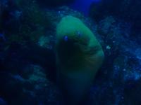 Diese Muräne schien nicht so recht zu wissen, wieso all die Menschen sie so dämlich anglotzten.