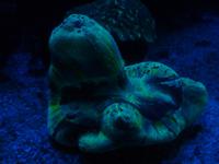 Wieder muss ich Sie um Verzeihung bitten, ich kenne natürlich nicht alle Arten des Aquariums beim Namen. Wie auch immer sich dieses Exemplar nennt, es war komisch genug für ein Foto.