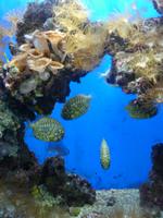 Diese Fische hier hatten etwas von einem Schildkrötenpanzer. Ausgesprochen hübsch ihr kleines Aquarium.