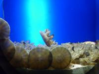 Hier gab es zwar keine Pflanzen oder Korallen, dafür eine massige Anzahl an Quallen.