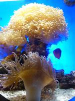 Seeanemonen.