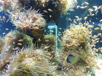 Angesichts des Bildes dürfte es Ihnen nicht schwer fallen, Ihre nächste Aufgabe zu erahnen: Finden Sie Nemo!