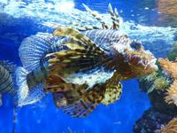 Ein Glück verhielt sich dieser Feuerfisch ausgesprochen kooperativ und zeigte sich extra für das Foto von seiner Schokoladenseite.