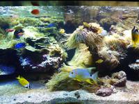 Nicht nur die Anemonen waren hier farbenfroh, sondern auch die vielen verschiedenen Fische.