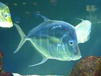 Diese Fische hier scheinen nicht ganz so oft zum Lächeln bewegbar zu sein.