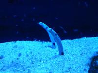 Und wer keine Lust aufs Schwimmen hat, der gräbt sich einfach zur Hälfte ein, und spielt einen umgekehrten Vogel Strauß.