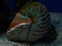 Auch Meeresschnecken müssen ab und an mal einem Schönheitsschläfchen nachgehen.