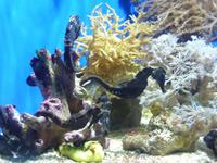 Diese Seepferdchen benutzten einfach ihren Schwanz als Schaukel.