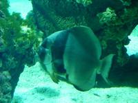 Ob dieser Fisch hier irgendetwas in seinem kleinen Riff suchte?