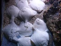 Auch die Flundern brauchten scheinbar nicht viel Platz. Wussten Sie übrigens, dass die meisten Flundern ihre Augen auf der rechten Körperseite haben, genauso wie die meisten Menschen Rechtshänder sind?