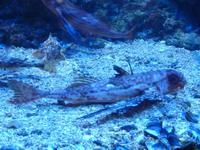 Die Couchpotatoe unter den Fischen dieses Aquariums. Fehlt nur noch der Fernseher und die Dose Bier.