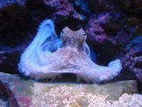 Dieser Tintenfisch stand auch nicht auf das Fotografieren. Geschützt hat ihn das Versteck unter den Steinen allerdings auch nicht wirklich.