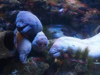 Gruppenkuscheln! Vielleicht wollten die Muränen aber auch einfach alle irgendwie noch mit auf das Andenkensfoto.