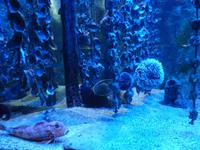 Vielleicht hatte dieser Fisch hier Hunger auf Seeigel?