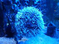 Allerdings hing dieser Seeigel recht hoch im Aquarium an der Scheibe.