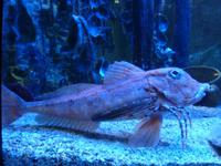 Und der Fisch war auf seine kleinen Trippelfüßchen angewiesen. Komische Unterwasserwelt.