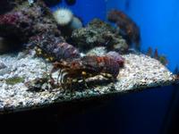 Da hatten selbst diese kleinen Krabben hier stärkere Beine.