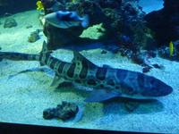 Dieser Tigerhai war so schnell unterwegs, dass es so gut wie unmöglich war, ein gutes Foto von ihm zu erhaschen.