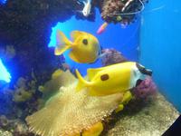 Kaum zu übersehen waren diese leuchtend gelben Fische.