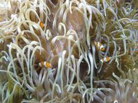 Hier noch einmal eine Detailaufnahme einer Anemone mit Anemonenfischen darin.