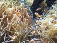 Wegen ihrer Farben sind sie weithin auch als Clownfische bekannt.