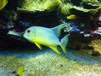 Nicht nur Autos haben Rennstreifen, sondern auch Fische legen manchmal Wert auf eine schicke Lackierung.