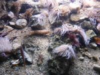 Dieses Exemplar hatte eine ausgesprochen gute Tarnung. Auf dem sandigen Boden war er kaum noch zu sehen.