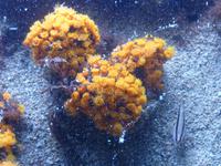 Auch Fische mögen Blumensträuße.