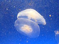 Auch Quallen schwebten durch die ruhigen Wässer ihres Aquariums.