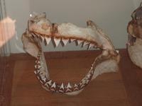 Bei diesem Gebiss dürfte jeder Schäferhund ganz gelb vor Neid werden.