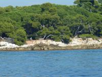 Andere erkundeten die kleine Insel lieber zu Fuß.